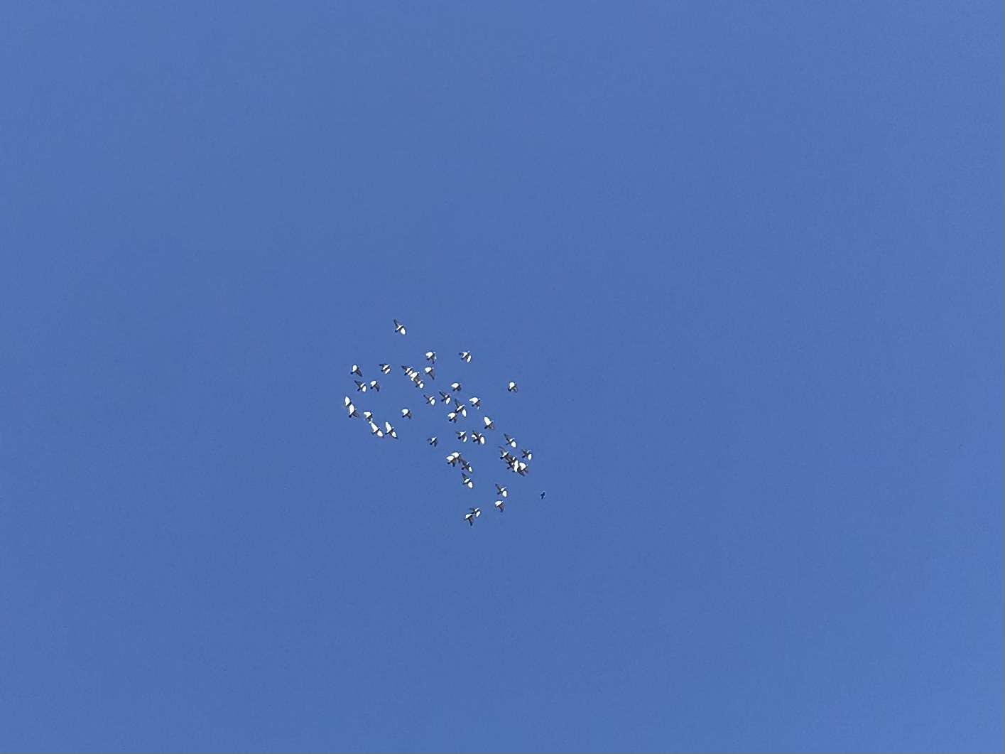1103:1