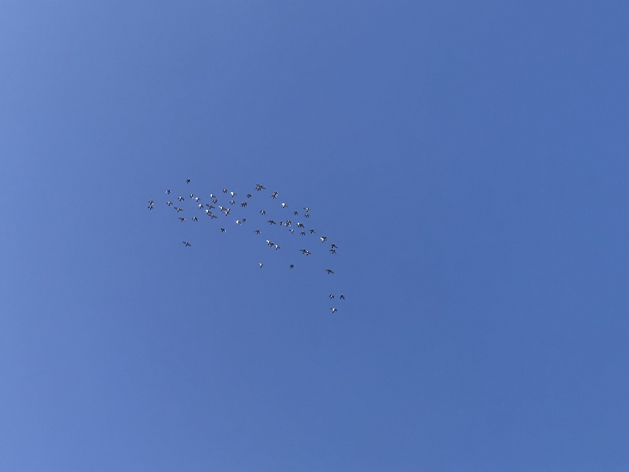 1104:1