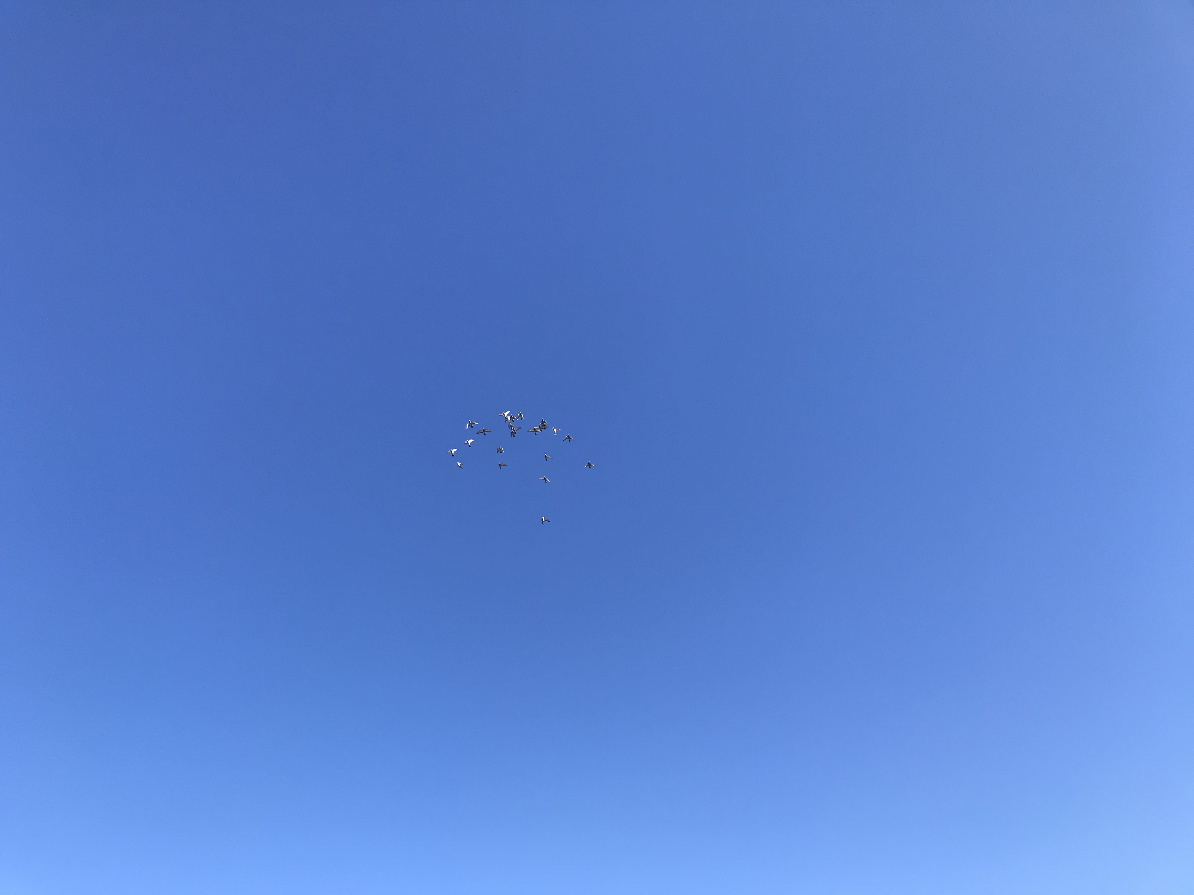 1118:1